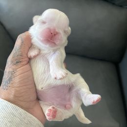 Opal - White female Shih Tzu puppy in Manahawkin, New Jersey from Lilly’s Seashore Shih Tzus