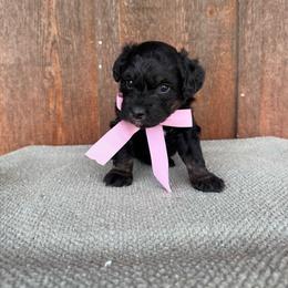 Baby - Black phantom female Aussiedoodle puppy in Eastland, Texas from H5 Mini Doodles