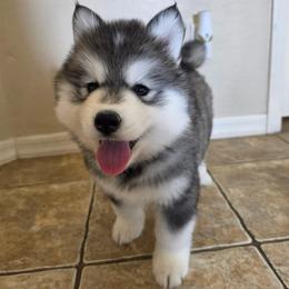 Angel - Gray and white female Siberian Husky puppy in Sacramento, California from Limitless Huskies