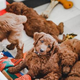 Bernedoodle, Goldendoodle, and Poodle Puppies from Northwest Pups