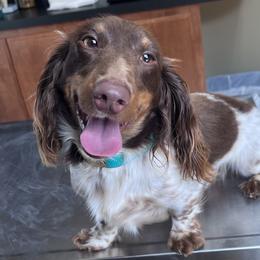 Boomer - Dachshund