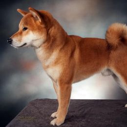Shiba Inu from AAA Little City Shibas