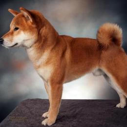Shiba Inu from AAA Little City Shibas
