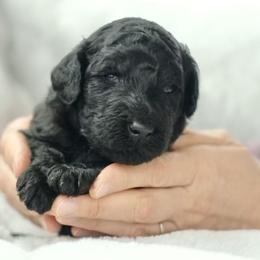 Poodle Puppies from SparrowSong Poodles