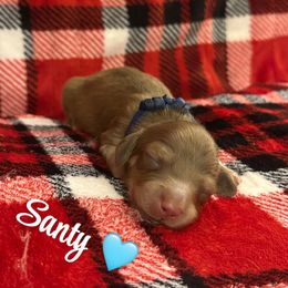 Santy- Chocolate Base Shaded Cream- price listed - Cream male Dachshund puppy in Biloxi, Mississippi from Southern Doxies Ms