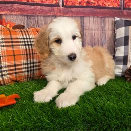 Wool-Eyes - Brown and white male Sheepadoodle puppy in Cornelia, Georgia from Yates Family Farm