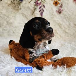 Graham smooth Black and tan pie male - Piebald male Dachshund puppy in Herald, California from Bluegum Dachshunds