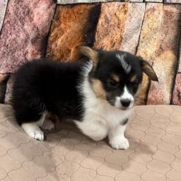 Boy 1 - Black and tan male Pembroke Welsh Corgi puppy in Visalia, California from VIP Stables