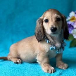Hunter - Cream male Dachshund puppy in Lincoln, Arkansas from Red Dirt Dachshunds
