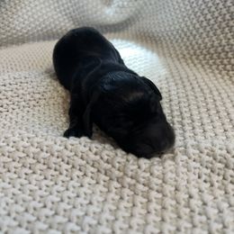 Cockapoo and Dachshund Puppies from Cochran's Cockapoo's