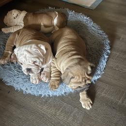 Bulldog Puppies from Semper Fi Bulldogs