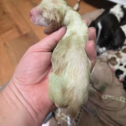 Boy 3 - Red and white male Basset Hound puppy in Princeton, Minnesota from Blissful Basset Hounds
