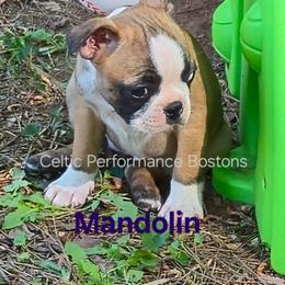 Girl 1 - Red female Boston Terrier puppy in Griffin, Georgia from Celtic Performance Bostons