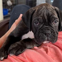 Lena - Boxer puppy from Hillbillie Boxers