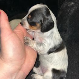 Bambi - Piebald female Dachshund puppy in Bruceton, Tennessee from Dachshund Dreams