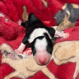 Chaos - Tri-color male Border Collie puppy in Midland, Texas from High Velocity Stockdogs