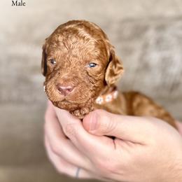 Indie - Red  male Goldendoodle puppy in Abilene, Texas from Mesquite Kennels