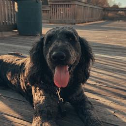 Kronos - Goldendoodle