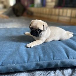 Pug Puppies from Briggs Family Pugs