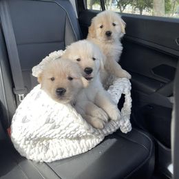 Golden Retriever Puppies from Laryssa Stefano