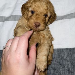 Goldendoodle and Poodle Puppies from RoyalPaws_Miami