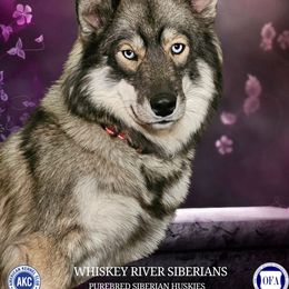 Malibu - Siberian Husky
