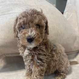 Lana - Apricot female Poodle puppy in Auburn, Georgia from Southern Poodles