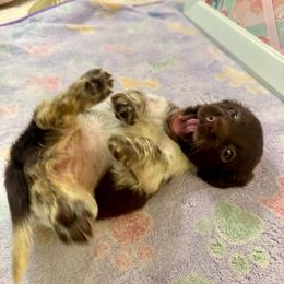 Zara - Piebald female Dachshund puppy in Hensley, Arkansas from The Dachshund Barn