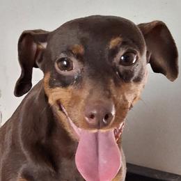 Dora - Miniature Pinscher