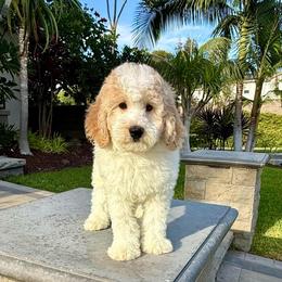 Boy 2 - Parti male Goldendoodle puppy in San Diego, California from Goldendoodles & Poodles of San Diego
