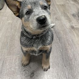Australian Cattle Dog Puppies from DoReMi ACDs