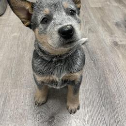 Australian Cattle Dog Puppies from DoReMi ACDs