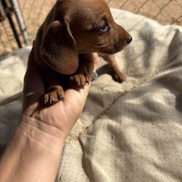 Girl 1 - Red female Dachshund puppy in Pearce, Arizona from Katy West Weenies