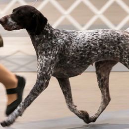 English Cocker Spaniels and German Shorthaired Pointers from Ashwind kennels