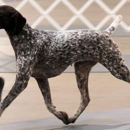 English Cocker Spaniels and German Shorthaired Pointers from Ashwind kennels