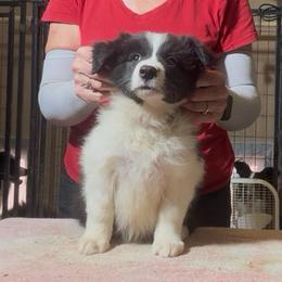 One freckle - Black male Border Collie puppy in Farmersville, Texas from Omegamtn Border Collies