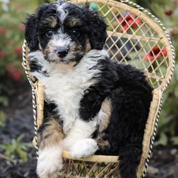 Cheyenne - Black tri-color female Aussiedoodle puppy in Crete, Nebraska from Doodles & Co