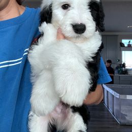Gomez - Black and white male Sheepadoodle puppy in Colorado Springs, Colorado from Kings Doodles