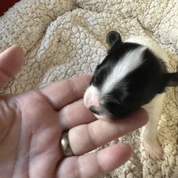 Toby - Black brown and white male Papillon puppy in Middleville, Michigan from Cheryl's Papillons