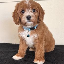 Nick - Red male Cavapoo puppy in Gilbert, Arizona from Dani’s Dawgs