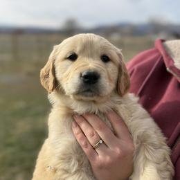 1st Pick Female - Golden female Golden Retriever puppy in De Beque, Colorado from The Wildfire Ranch