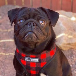 Pugsley - Pug