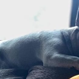 French Bulldogs from Jeremy Moody's French Bulldogs