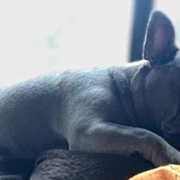 French Bulldogs from Jeremy Moody's French Bulldogs