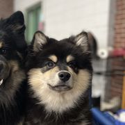 Finnish Lapphunds from Moonshot Finnish Lapphunds