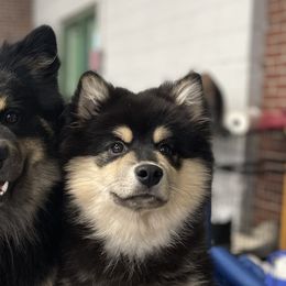 Finnish Lapphunds from Moonshot Finnish Lapphunds
