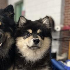Finnish Lapphunds from Moonshot Finnish Lapphunds