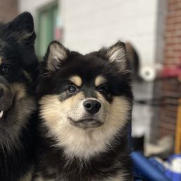 Finnish Lapphunds from Moonshot Finnish Lapphunds
