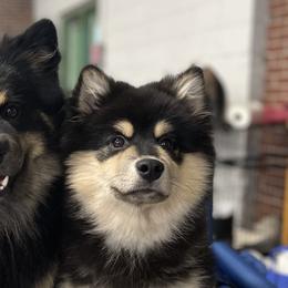 Finnish Lapphunds from Moonshot Finnish Lapphunds