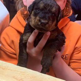 Airedale Terrier Puppies from Mystic’s Airedale Acres